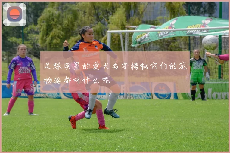 足球明星的爱犬名字揭秘它们的宠物狗都叫什么呢